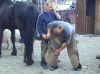 Visit of the farrier